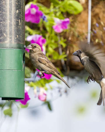 Sparrowの写真素材