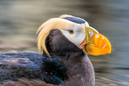 Puffin