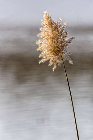 Reedの写真素材