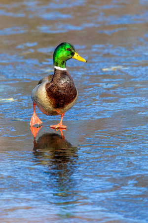 Duckの写真素材