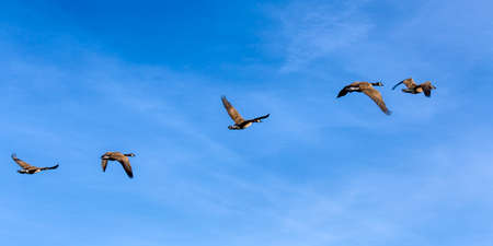 Canadian Geese In Flightの写真素材