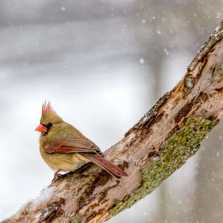 Cardinal In The Snowの写真素材