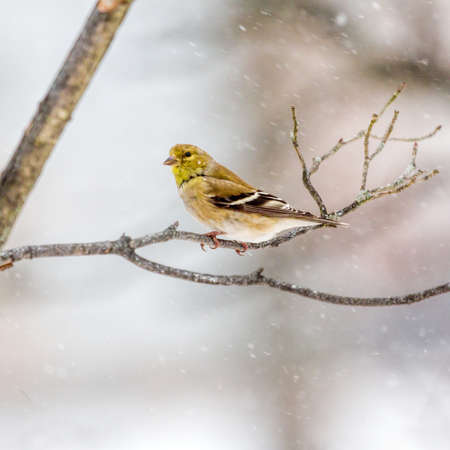 Goldfinch In The Snowの写真素材