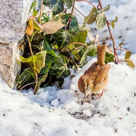 Carolina Wren In Snowの写真素材
