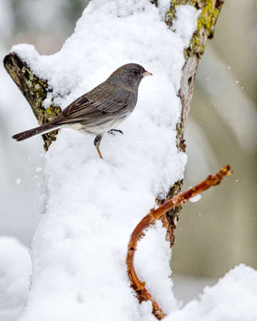 Dark Eyed Junco In Snowの写真素材