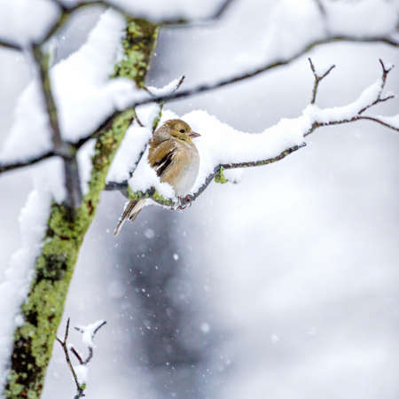 Goldfinch In Snowの写真素材