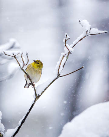 Goldfinch In Snowの写真素材
