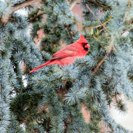 Cardinal In Winter