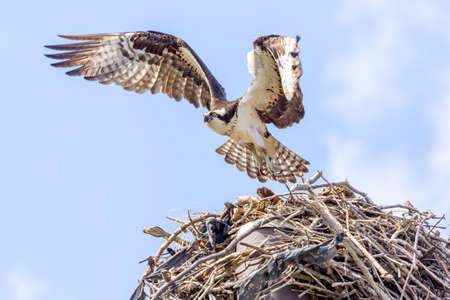 Osprey In Flight Approaching Nestの写真素材
