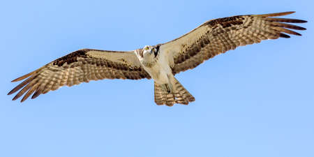 Osprey In Flight の写真素材