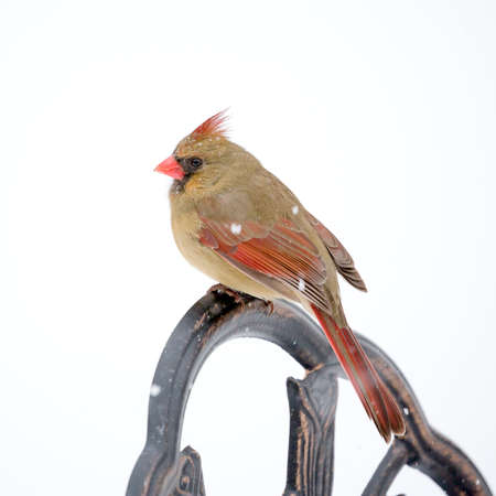 Female Cardinal perched on snow covered branch in snowstormの写真素材