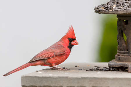 Male Cardinalの写真素材