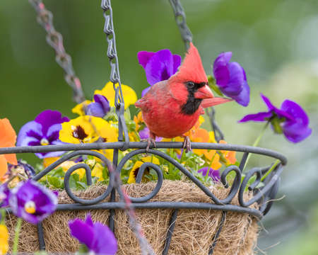 Male Cardinal