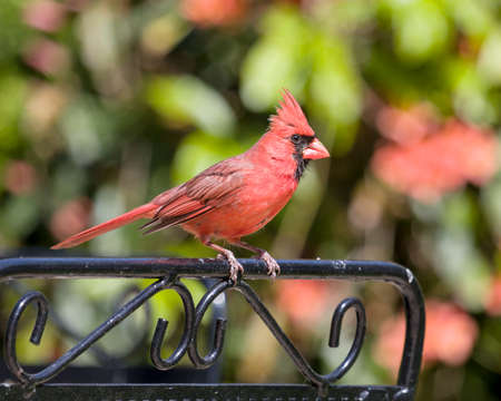 Male Cardinalの写真素材
