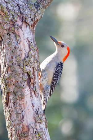Red Bellied Woodpecker perched in tree