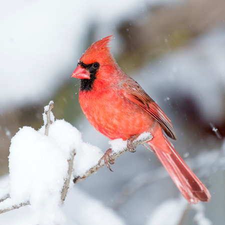 Male Cardinal perched on branch in the Snow