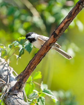 Black Capped Chickadeeの写真素材