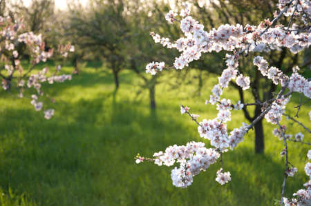 Almod tree flowerの写真素材