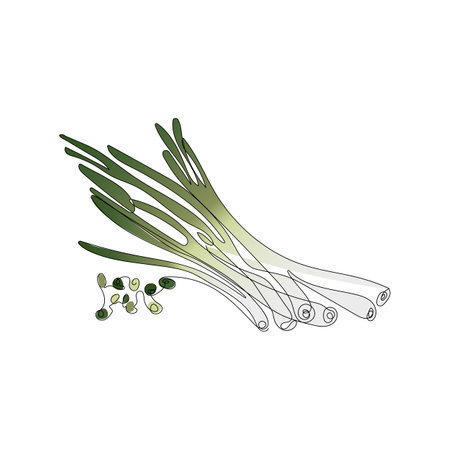 Green onion in one line art style. Abstract fresh food in minimalism design. Single continuous line drawing. Vegan concept design. Hand drawn vector illustration.のイラスト素材