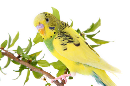 Yellow budgerigar sitting on tree branchのeditorial素材