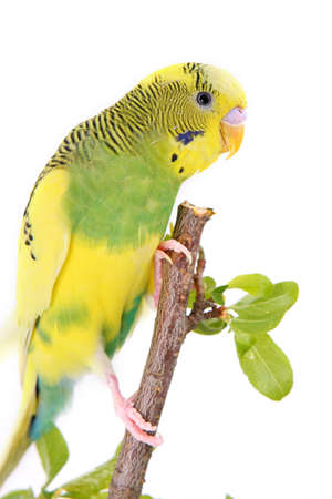 Yellow budgerigar sitting on tree branchのeditorial素材