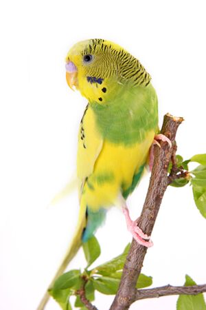 Yellow budgerigar sitting on tree branchのeditorial素材