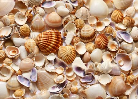  Shells