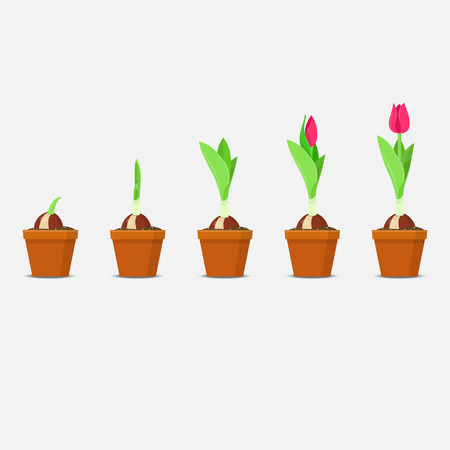 Process of tulip planting and growing. Plant Growth and Development. Vector illustrationのイラスト素材