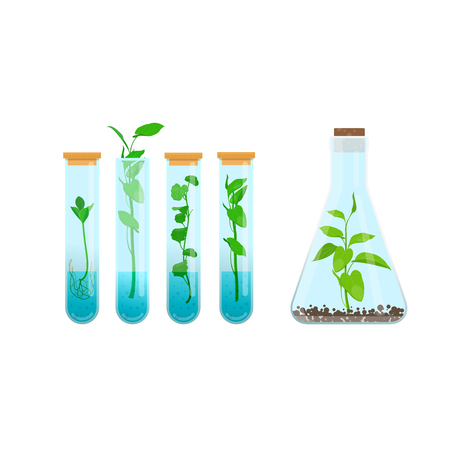 Vector of In vitro plant tissue culture. - ID:105406769 - Royalty Free ...