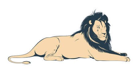 Big male lion lying on white background. Vector Illustrationのイラスト素材