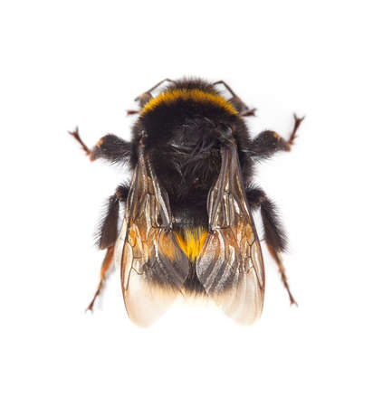 Top view of bumblebee (Bombus terrestris) isolated on white background. View from aboveの写真素材