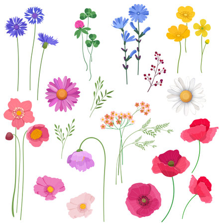 Set of wildflowers and plants. Design elements for cards, wedding invitations, etc. Vector illustration on white backgroundのイラスト素材