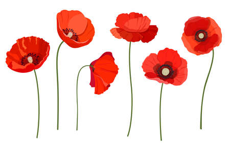 Set of red poppies on white backgroundのイラスト素材