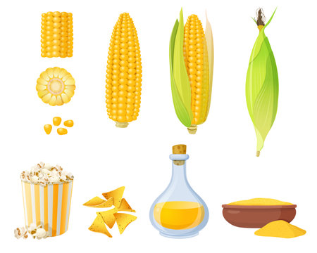 Set of corn cobs and maize productsのイラスト素材