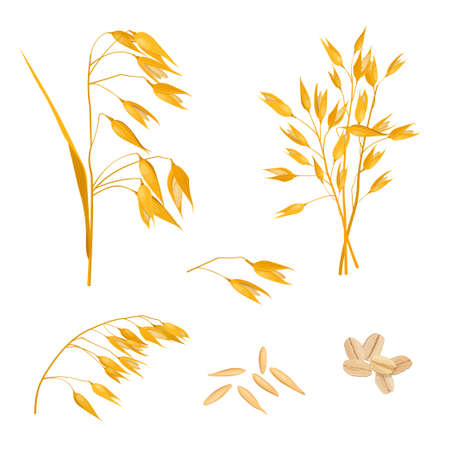 Set of stems, grains and oat flakesのイラスト素材