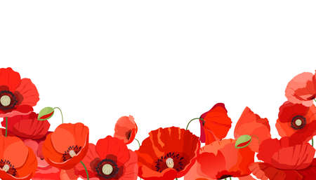Horizontal background with realistic red poppiesのイラスト素材