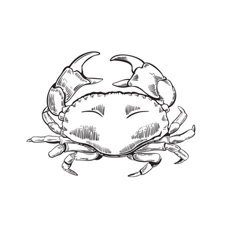 Hand drawn crab illustration in engraving styleのイラスト素材