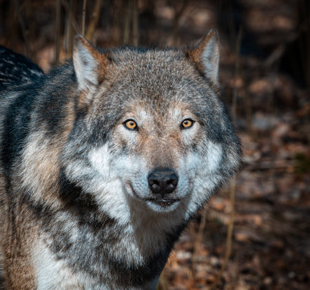 Head portrait of an adult male European wolf
