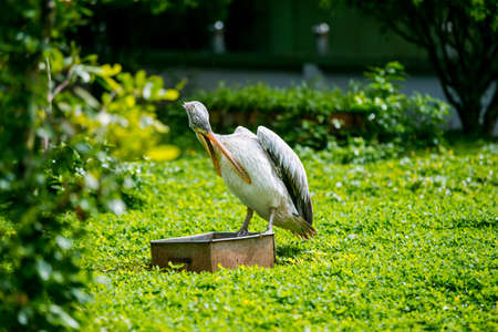 Pelicans sunbathe in a wild nature reserve. There are many kinds of birds and animals here. I took a lot of photos here. I really like this placeの写真素材