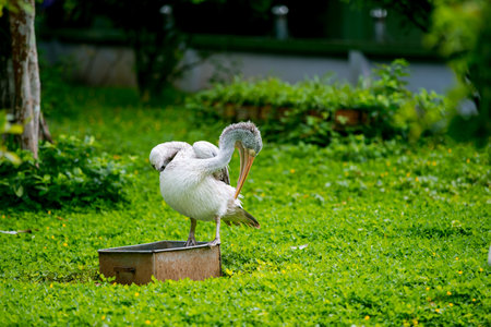 Pelicans sunbathe in a wild nature reserve. There are many kinds of birds and animals here. I took a lot of photos here. I really like this placeの写真素材
