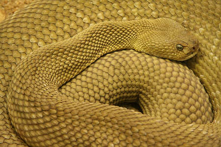 rattlesnakeの写真素材