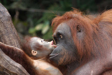orangutansの写真素材