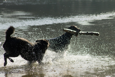 Dogs in the waterの写真素材