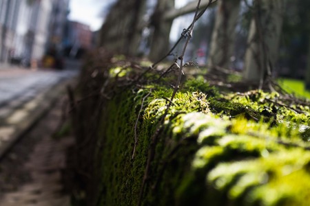 Moss next to the street, Rotterdamの写真素材