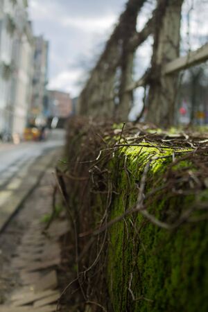 Moss next to the street, Rotterdamの写真素材