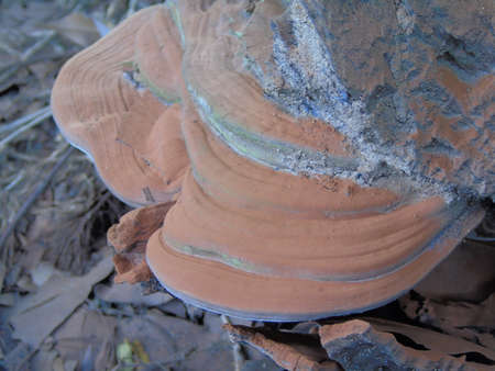 a strange mushroom grows at the base of the tree
