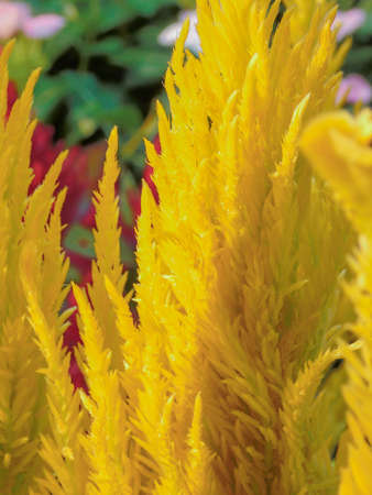 beautiful flowers in Vietnam on Tet holidayの写真素材