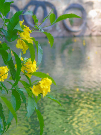 The flowers bloom in January
