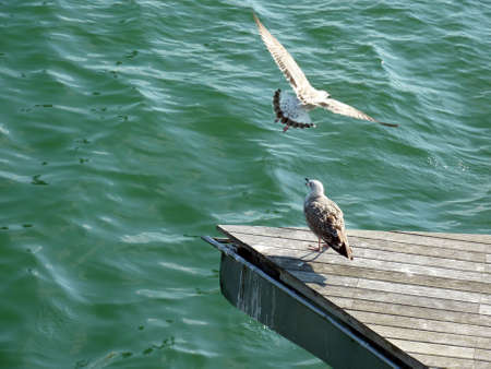 Seagulls fishingの写真素材