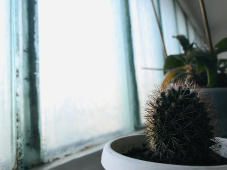 Cactus sits in a pot by a large window, glowing in sunlight.の写真素材